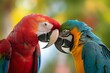 parrots playfully nibbling at one anothers beaks