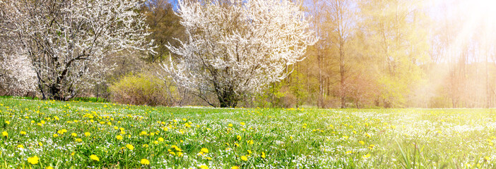 Wall Mural - Panoramic view of the colourful meadow with blossoming cherry trees.