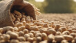 Peanuts in jute sack bag, background is peanut farm, roasted peanuts are poured and overturned.