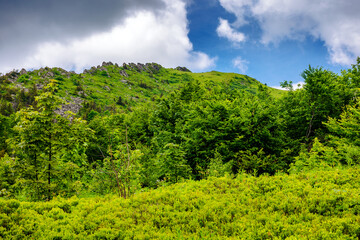 Wall Mural - forest on the rocky slopes of pikui mountain, ukraine. wonderful nature scenery of carpathian mounta