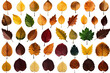 Assorted Colored Leaves. A diverse collection of colorful leaves scattered on a plain Transparent background, creating a vibrant and eye catching display.