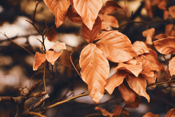 Wall Mural - autumn leaves on the ground