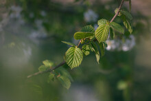 Leaves On A Branch. Green Leaves Of Hazel On A Tree Branch. Close Up Of Hazel Leaves On A Tree