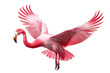 Pink Flamingo Soaring Through the Air With Spread Wings. A pink flamingo bird gracefully flies through the air, showcasing its vibrant plumage and outstretched wings.