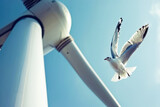 Fototapeta Kwiaty - Seagull fyling torwards to a wind turbine