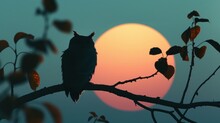 Silhouette Of An Owl On A Branch At Sunset
