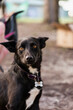 © Austockphoto - Black dog with collar outside