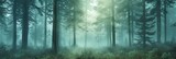 Fototapeta Na ścianę - the serene beauty of a misty forest