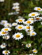 Many beautiful wild field chamomile flowers with white petals on meadow in summer day perspective view vertical closeup
