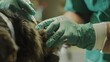 Closeup of a vet administering an injection to a dog in gloves. Animal healthcare in action, a vet giving a preventive vaccine to a pet for better welfare.