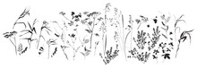 Field Flowers And Grasses, Line Drawing. Vector Illustration	
