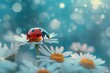 closeup ladybug sits on a daisy chamomile flower with blurred bokeh background