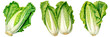 Set of watercolor napa cabbage, isolated on transparent background