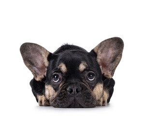 Wall Mural - Cute black with brown french Bulldog dog puppy, laying head down facing front. Looking up and above camera camera. Isolated on a white background.