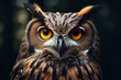 Closeup wildlife photography of an owl