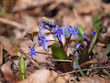 Honeybee Approaching Vibrant Blue Scilla Flowers in Early Spring Woodland