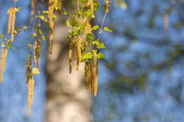 Wall Mural - Pollen of birch tree blossom in the air in spring, April. Close-up. Seasonal allergy. Selective focus. Natural floral background.