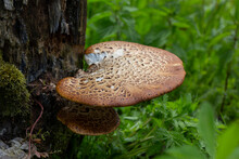 Cerioporus Squamosus, Also Known As Pheasant's Back Mushrooms And Dryad's Saddle