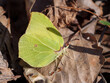 Vibrant Green Brimstone Butterfly Perched on Dry Leaves in Natural Habitat on Early Spring Day
