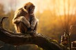Closeup of a macaque monkey sitting on a tree