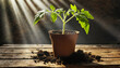 Young tomato plant on a wooden table
