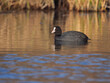Solitary Eurasian Coot Swimming in a Danube Channel During Morning Light in Slovakia