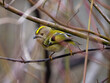 Goldcrest -  Regulus Regulus Bird Perched on Bare Branches in Alluvial Forest near Danube River