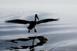 Pelikan im Anflug Silhouette
