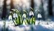 © Катерина Спіжевска - Snowdrop flowers on snowy forest