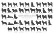 Dog breeds silhouettes simple style clipart. North breeds and Spitz collection