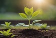 © Алексей Ковалев - The seedling are growing from the rich soil to the morning sunlight that is shining, ecology concept.