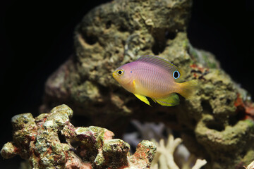 Canvas Print - Ambon Damsel (Pomacentrus amboinensis) in marine aquarium