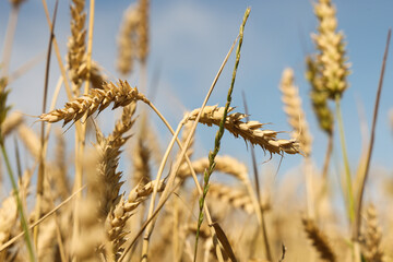 Wheat field ready to cut on a sunny day. Productivity and harvest concept.