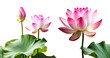 pink lotus flower with leaves isolated on white transparent background  PNG