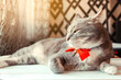 Portrait of young grey cat with bright red bow tie. Festive domestic cat during the holiday