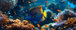 An underwater close-up of a colorful Emperor Angelfish swims ocean