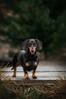 dachshund dog beautiful portraits on a dark natural background, a walk on a rainy day