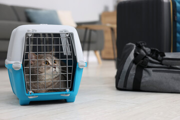 Sticker - Travel with pet. Cute cat in carrier at home