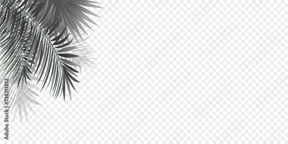 Leaves of palm trees isolated on a transparent background. Amazon ...