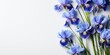 Blue iris flower on a white background. Place for text, festive spring background. Generative AI