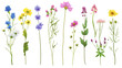 Diverse and varied Field wild natural flowers isolated and separated on transparent background. Full plants with flower, leaves and stem. 