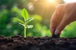 © BetterPhoto - Close-up of a green sprout in the ground and a human hand