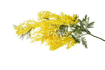 Wall Mural - Mimosa flowers isolated on white backgrounds.