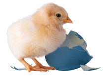 Gold Chick In Front Of A Broken Blue Egg
