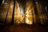 Fototapeta Konie - sun beams in an autumn morning forest