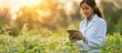 © Sona - Female agronomist in a lab coat using a tablet in an agricultural field. Focus on ecology, bio products, inspection, and natural products as a professional.