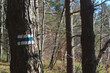 Znak niebieskiego szlaku namalowany na drzewie w słonecznym lesie.