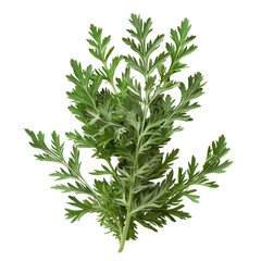 Artemisia Wormwood, transparent background, isolated image, generative AI