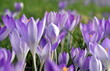Violette Krokuswiese im Frühling