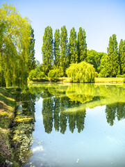 Wall Mural - Poplars and weeping willows around a pond in Normandy